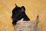 BOULEDOGUE FRANCAIS 817